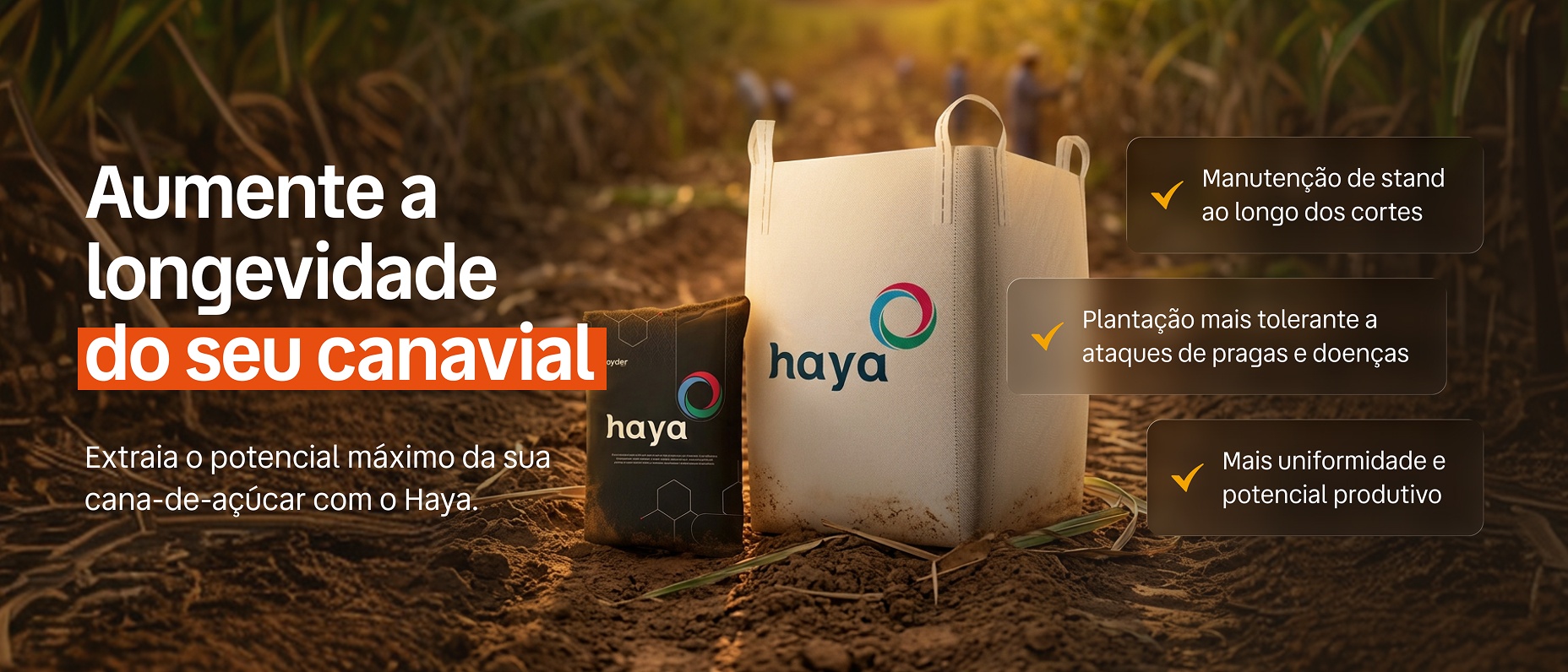Imagem do Haya