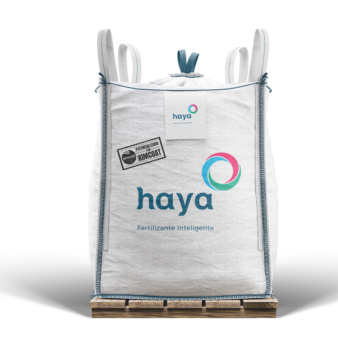 Haya